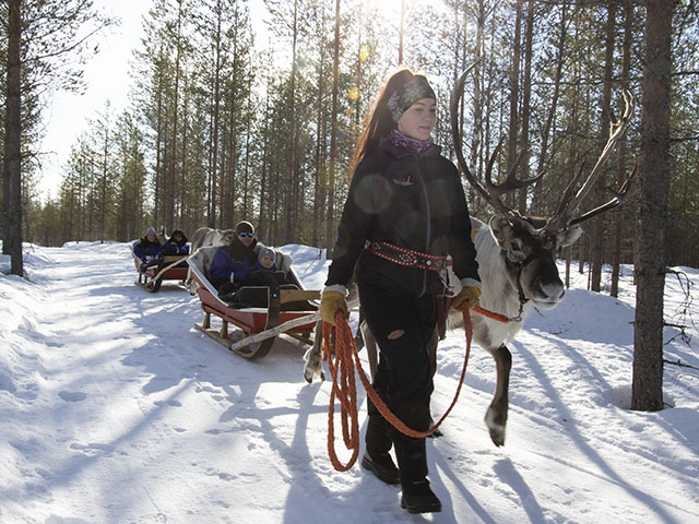 raitola reindeer safaris