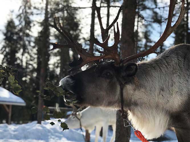 reindeer farm visit
