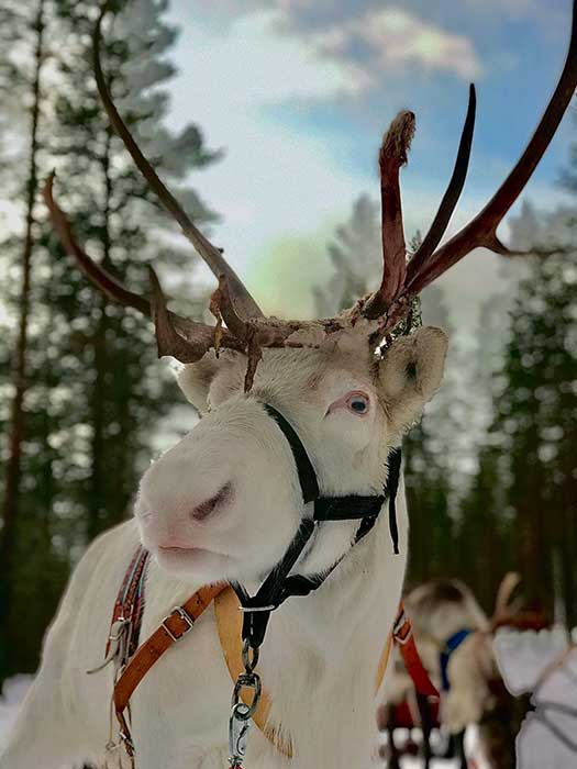white reindeer in reindeer farm