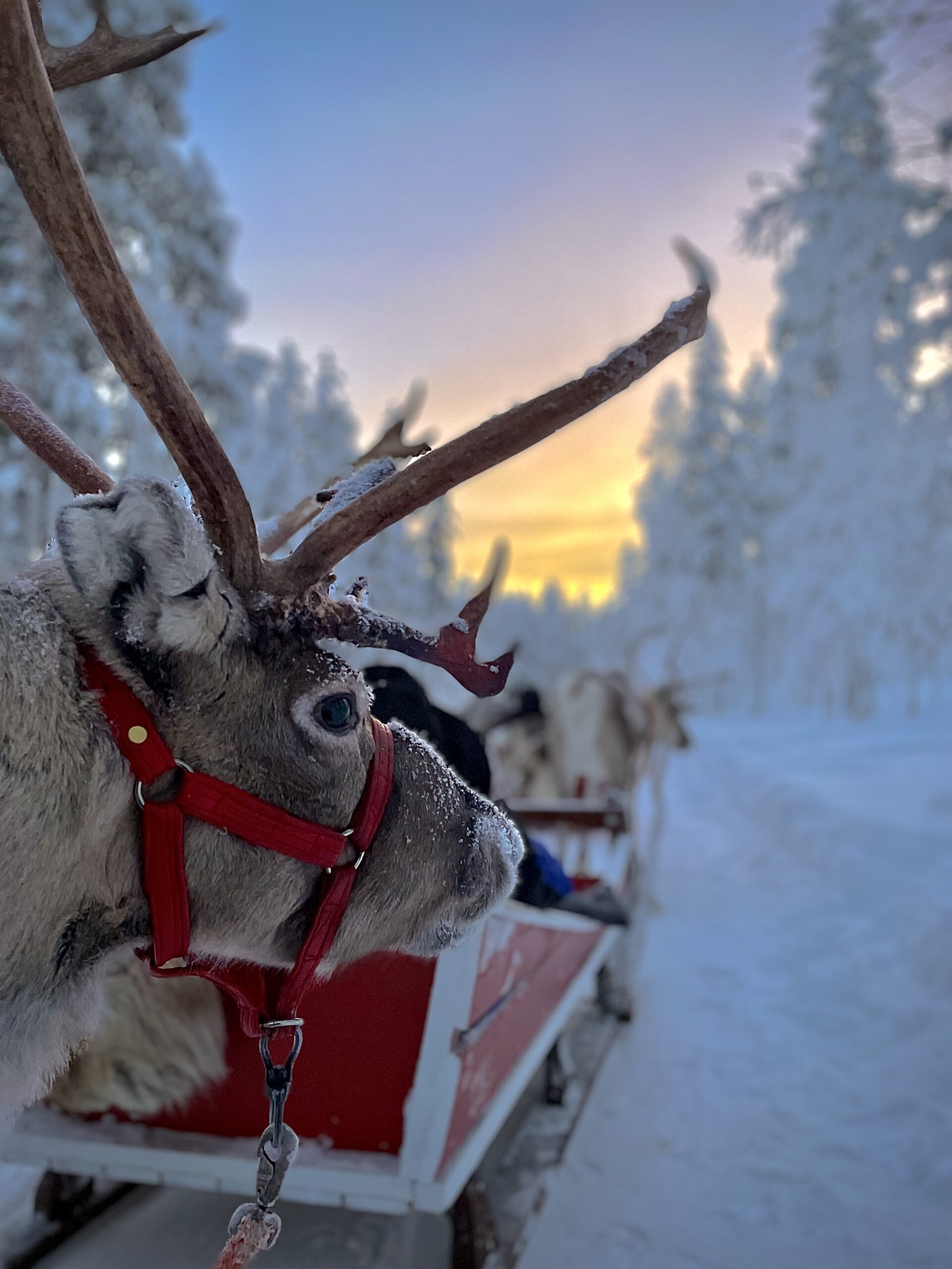 Reindeer in beautiful sunset