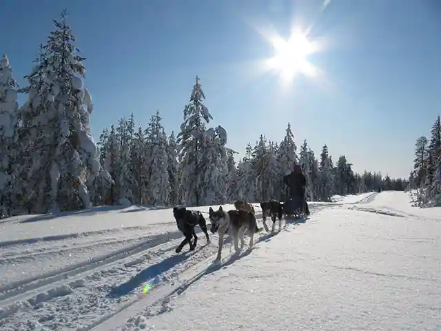 1 h huskysafari Rovaniemellä