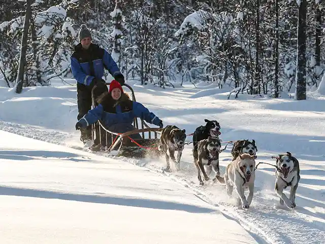 5 km huskysafari Rovaniemellä