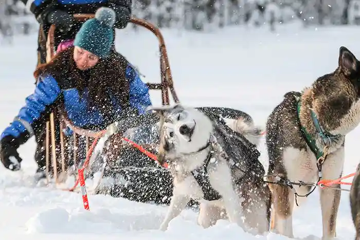 Yhdistetty husky- ja porosafari Rovaniemellä
