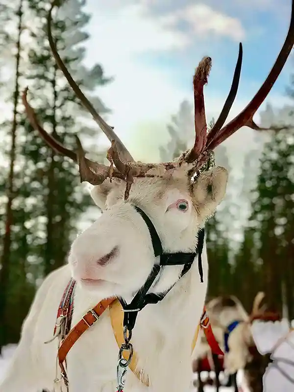 Arctic Animals Adventure, white reindeer