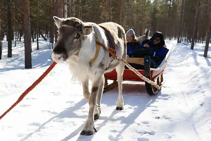 Koko perheen päivä Raitolassa porotilalla