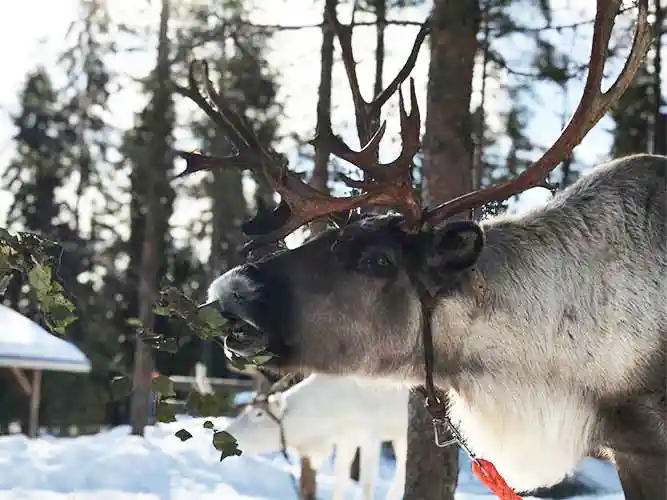 Porotilavierailu ja Raitolan lyhyt poroajelu