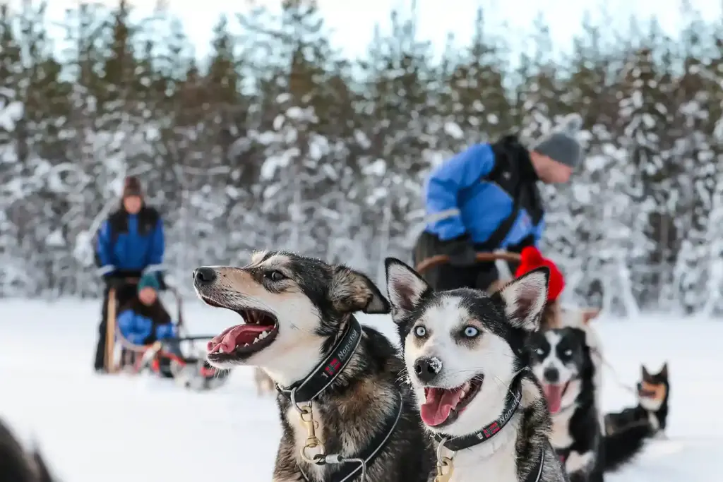 Arctic Animals Adventure in Lapland