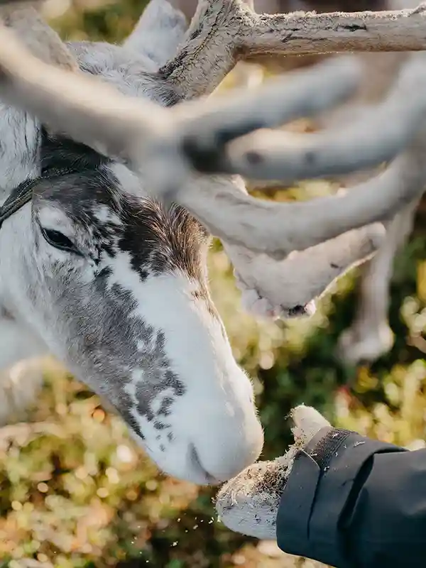 A Lapland Autumn Experience in Raitola Rovaniemi, Finland