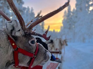 1 hour reindeer safari in Lapland