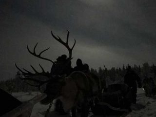 Evening Reindeer Safari - Polar Night