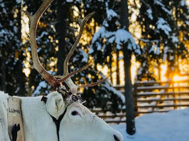 reindeer and husky combo day