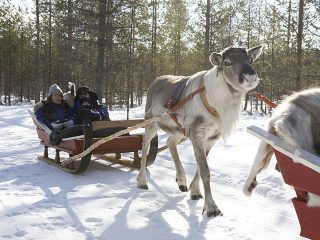 raitola reindeer safaris