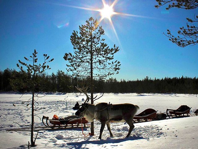 Reindeer Safari To Ice-Fishing Lake
