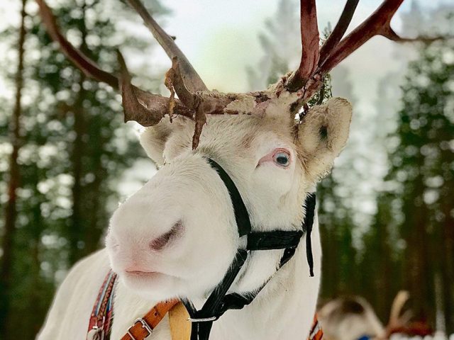 white reindeer in reindeer farm in lapland